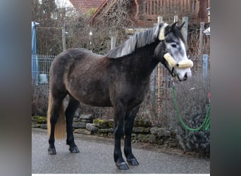 Plus de poneys/petits chevaux, Hongre, 4 Ans, 145 cm, Gris noir