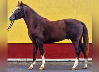 Plus de poneys/petits chevaux, Hongre, 4 Ans, 147 cm, Alezan