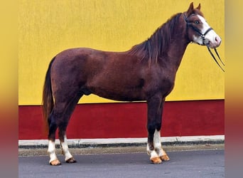 Plus de poneys/petits chevaux, Hongre, 4 Ans, 147 cm, Alezan