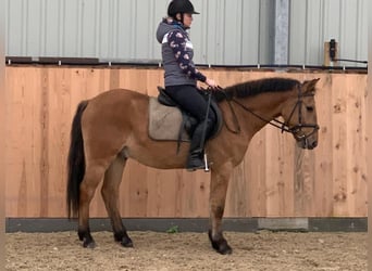 Plus de poneys/petits chevaux, Hongre, 4 Ans, 147 cm, Isabelle