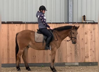 Plus de poneys/petits chevaux, Hongre, 4 Ans, 147 cm, Isabelle
