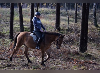 Plus de poneys/petits chevaux, Hongre, 4 Ans, 147 cm, Isabelle
