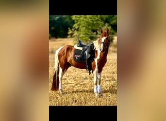 Plus de poneys/petits chevaux, Hongre, 4 Ans, 147 cm, Pinto