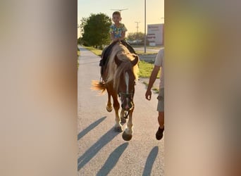 Plus de poneys/petits chevaux, Hongre, 4 Ans, 148 cm, Alezan