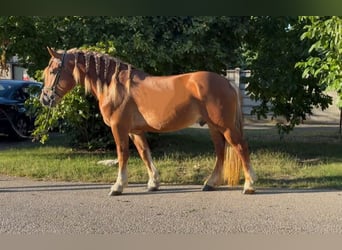 Plus de poneys/petits chevaux, Hongre, 4 Ans, 148 cm, Alezan
