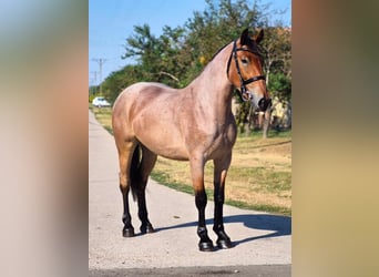 Plus de poneys/petits chevaux, Hongre, 4 Ans, 148 cm, Rouan Rouge