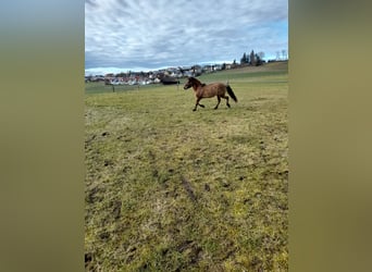 Plus de poneys/petits chevaux Croisé, Hongre, 4 Ans, 149 cm, Gris (bai-dun)