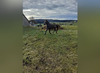 Plus de poneys/petits chevaux Croisé, Hongre, 4 Ans, 149 cm, Gris (bai-dun)