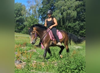Plus de poneys/petits chevaux, Hongre, 4 Ans, 150 cm, Bai brun