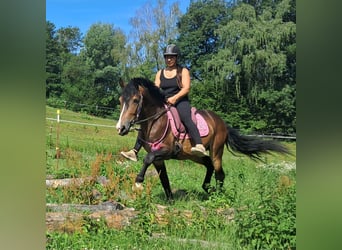 Plus de poneys/petits chevaux, Hongre, 4 Ans, 150 cm, Bai brun