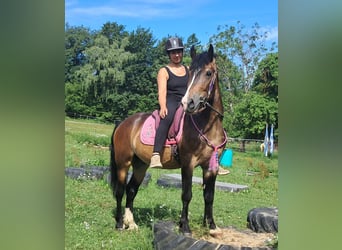 Plus de poneys/petits chevaux, Hongre, 4 Ans, 150 cm, Bai brun