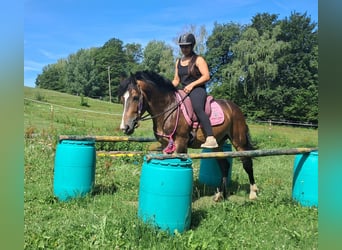 Plus de poneys/petits chevaux, Hongre, 4 Ans, 150 cm, Bai brun