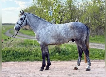 Plus de poneys/petits chevaux, Hongre, 4 Ans, 150 cm, Gris pommelé