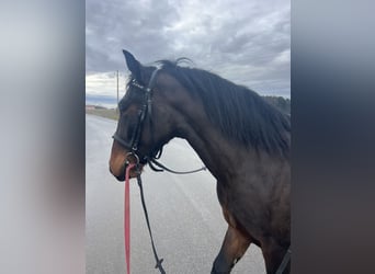 Plus de poneys/petits chevaux, Hongre, 4 Ans, 150 cm, Noir