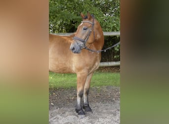 Plus de poneys/petits chevaux Croisé, Hongre, 4 Ans, 152 cm, Bai