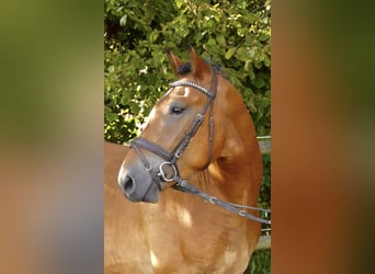 Plus de poneys/petits chevaux Croisé, Hongre, 4 Ans, 152 cm, Bai