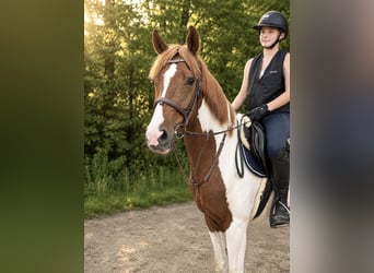Plus de poneys/petits chevaux, Hongre, 4 Ans, 155 cm, Pinto