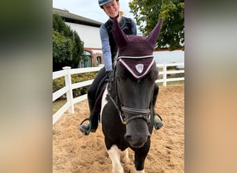 Plus de poneys/petits chevaux, Hongre, 4 Ans, 155 cm, Pinto