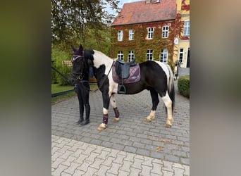 Plus de poneys/petits chevaux, Hongre, 4 Ans, 155 cm, Pinto