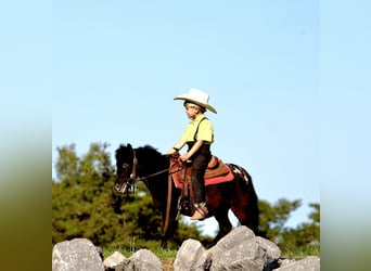Plus de poneys/petits chevaux, Hongre, 4 Ans, 84 cm, Noir