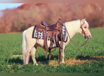 Plus de poneys/petits chevaux, Hongre, 4 Ans, 86 cm, Palomino