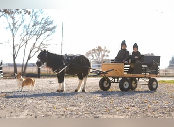 Plus de poneys/petits chevaux, Hongre, 4 Ans, 86 cm, Pinto