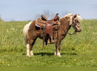 Plus de poneys/petits chevaux, Hongre, 4 Ans, 89 cm, Pinto