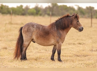 Plus de poneys/petits chevaux, Hongre, 4 Ans, 89 cm, Roan-Bay