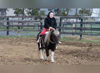 Plus de poneys/petits chevaux, Hongre, 4 Ans, 91 cm, Pinto
