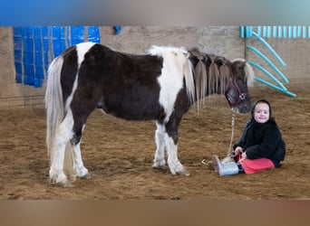 Plus de poneys/petits chevaux, Hongre, 4 Ans, 91 cm, Pinto
