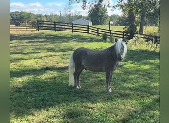 Plus de poneys/petits chevaux, Hongre, 4 Ans, 94 cm, Bai cerise