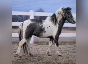 Plus de poneys/petits chevaux, Hongre, 4 Ans, 99 cm, Pinto