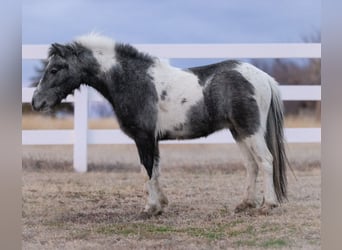 Plus de poneys/petits chevaux, Hongre, 4 Ans, 99 cm, Pinto