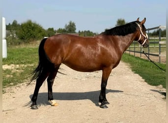 Plus de poneys/petits chevaux, Hongre, 4 Ans, Bai