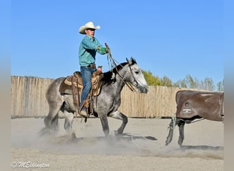 Plus de poneys/petits chevaux, Hongre, 4 Ans, Buckskin