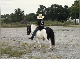 Plus de poneys/petits chevaux, Hongre, 4 Ans, Pinto