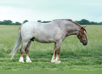 Plus de poneys/petits chevaux, Hongre, 4 Ans, Rouan Rouge
