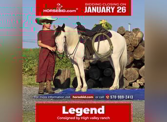 Plus de poneys/petits chevaux, Hongre, 5 Ans, 102 cm, Pinto