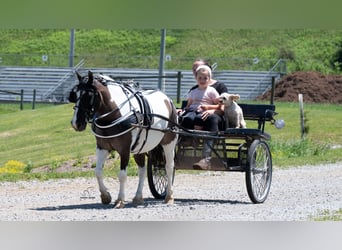 Plus de poneys/petits chevaux, Hongre, 5 Ans, 102 cm, Pinto