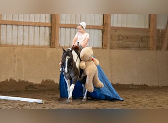Plus de poneys/petits chevaux, Hongre, 5 Ans, 102 cm, Pinto