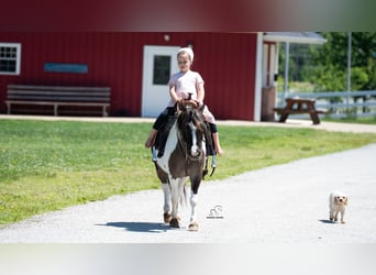 Plus de poneys/petits chevaux, Hongre, 5 Ans, 102 cm, Pinto