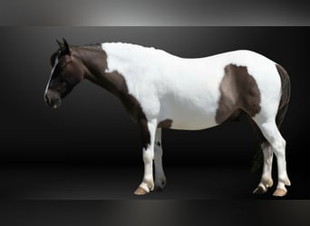 Plus de poneys/petits chevaux, Hongre, 5 Ans, 102 cm, Pinto