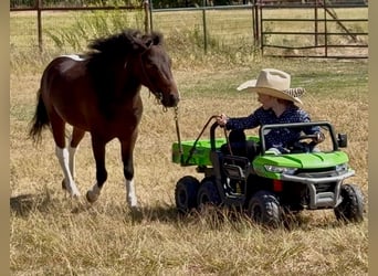 Plus de poneys/petits chevaux, Hongre, 5 Ans, 102 cm, Pinto