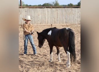 Plus de poneys/petits chevaux, Hongre, 5 Ans, 102 cm, Pinto