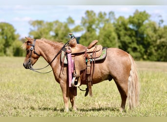 Plus de poneys/petits chevaux, Hongre, 5 Ans, 102 cm, Rouan Rouge