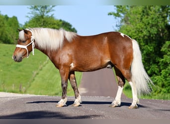 Plus de poneys/petits chevaux, Hongre, 5 Ans, 104 cm, Pinto