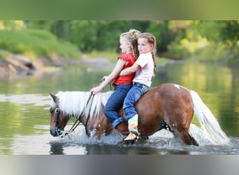 Plus de poneys/petits chevaux, Hongre, 5 Ans, 104 cm, Pinto