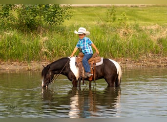Plus de poneys/petits chevaux, Hongre, 5 Ans, 112 cm