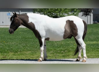 Plus de poneys/petits chevaux, Hongre, 5 Ans, 114 cm, Pinto