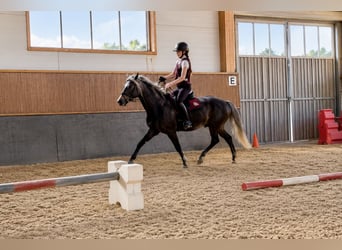 Plus de poneys/petits chevaux, Hongre, 5 Ans, 115 cm, Alezan brûlé